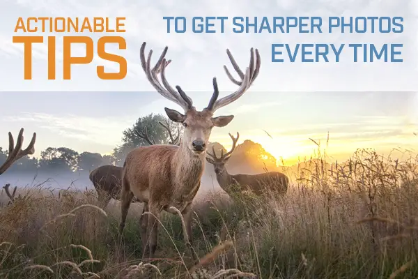 Actionable Tips to Get Sharper Photos Every Time