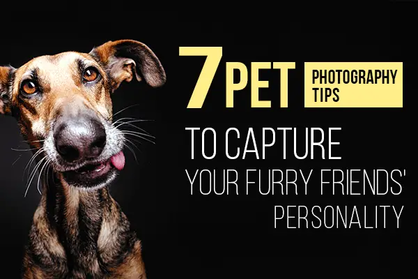 7 Pet Photography Tips to Capture Your Furry Friends’ Personality