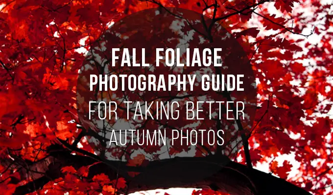 Fall Foliage Photography Guide for Taking Better Autumn Photos