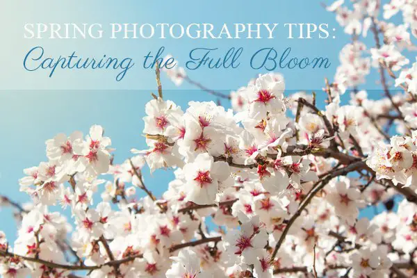 Spring Photography Tips: Capturing the Full Bloom