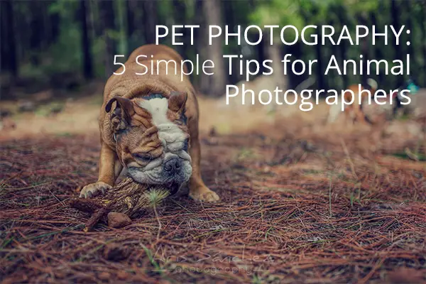 Pet Photography: 5 Simple Tips for Animal Photographers