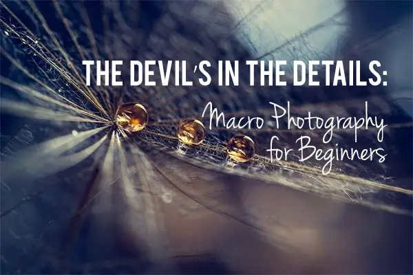 The Devil’s in the Details: Macro Photography for Beginners