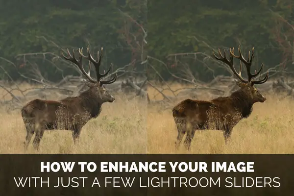 How to Make Your Image Pop in Lightroom