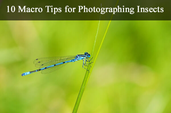10 Macro Tips for Photographing Insects