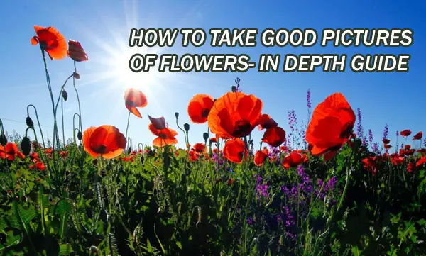 How To Take Good Pictures of Flowers- An Easy Step by Step Guide
