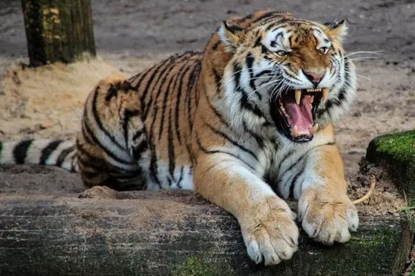 tiger growling