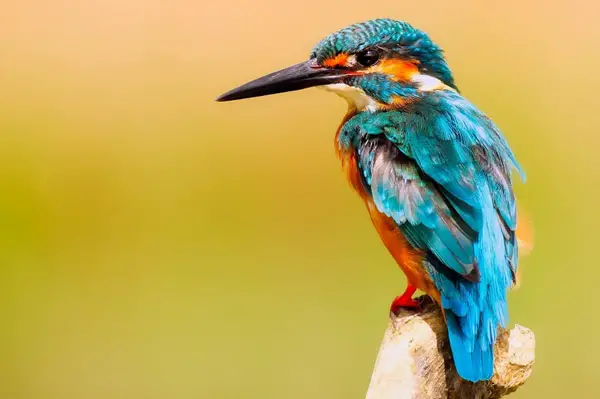 bird on a blurred background