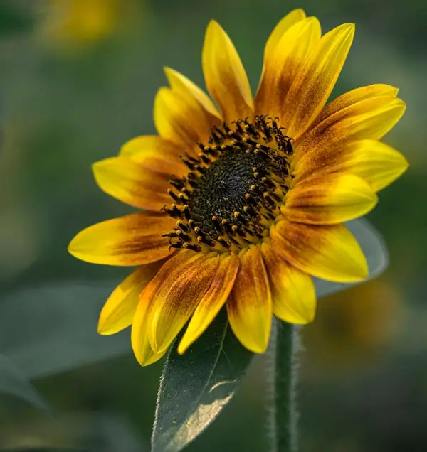 sunflower on blurred background