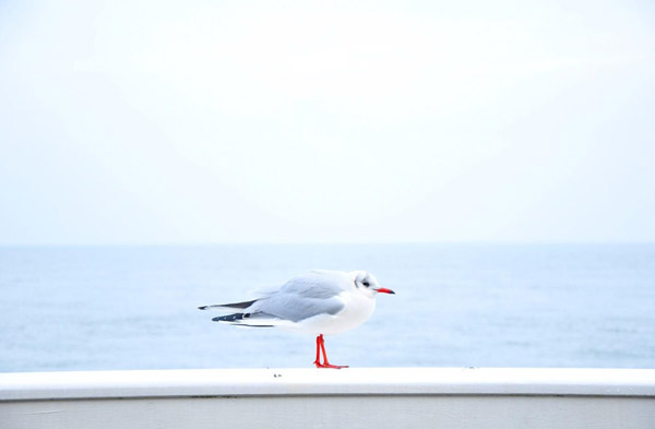 bird ocean and ledge aligned