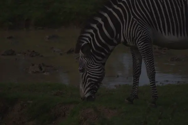 underexposed photo of zebra