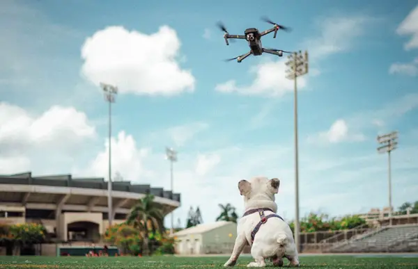 drone flying over dog