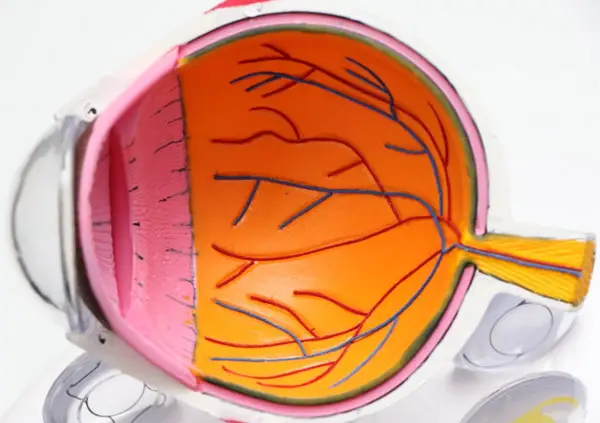 anatomy of eye