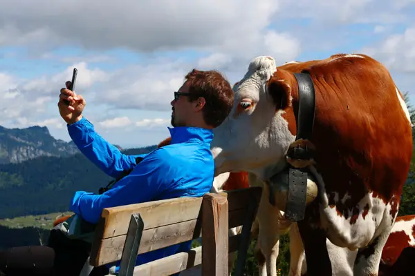 man taking selfie with cow