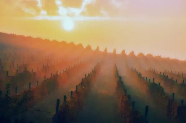 haze over a winery