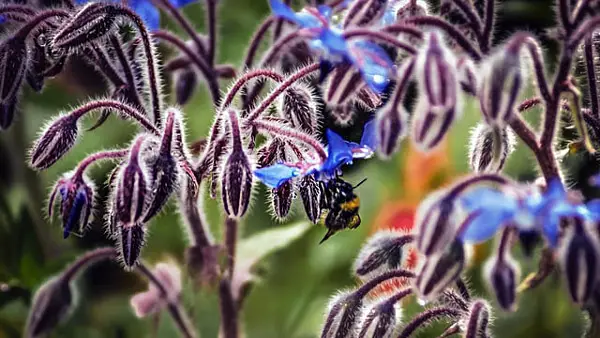 macro scene for focus stacking