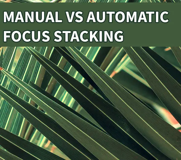 How Do You Manually Focus Stack? Manual vs Automatic Focus Stacking Compared