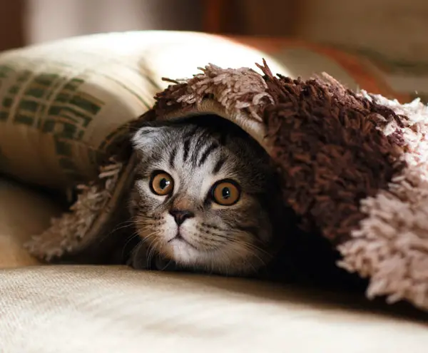 cat under blanket