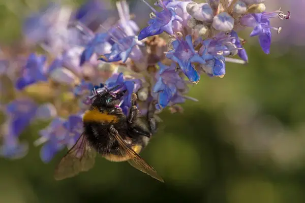 macro photograph of bee