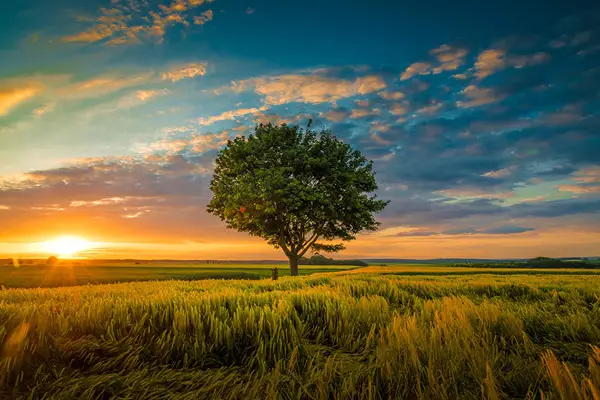 tree in a field at sunset
