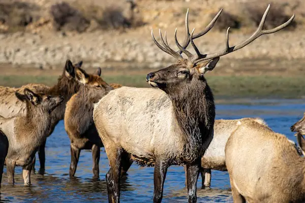 Photo of a herd of deer crossing a river