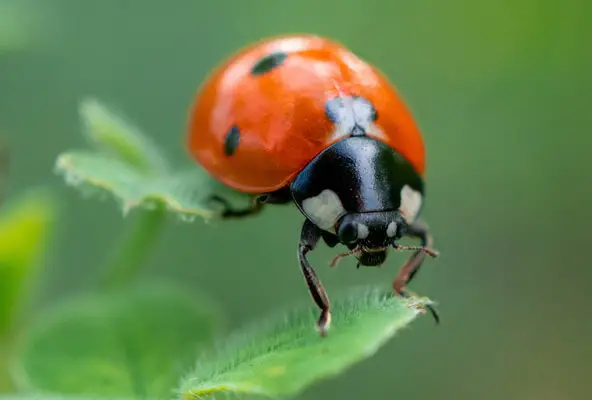 Photo of a ladybug closeup on a leaf