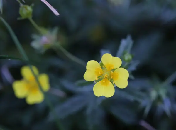 Macro photograph of a flower