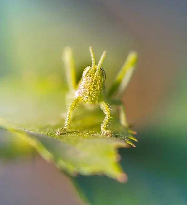 Manual focus shot of insects head